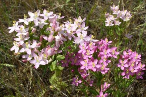 Goldenys už alkoholio atsisakymą